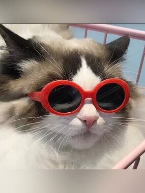 Red Oval Pet Sunglasses for Cats & Small Dogs Costume Glasses New